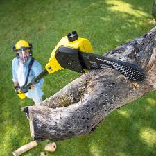 The Woodlands, TX Tree Removal Company