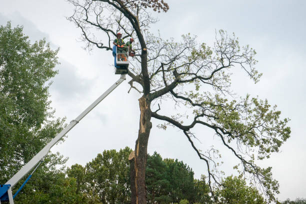 Best Commercial Tree Services  in The Woodlands, TX