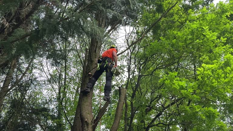Lawn Pest Prevention in The Woodlands, TX