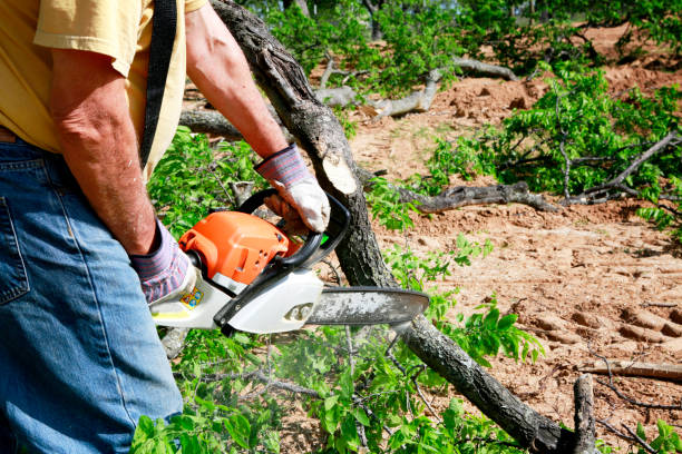 Best Stump Grinding and Removal  in The Woodlands, TX