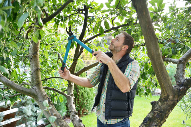 Best Tree Disease Treatment  in The Woodlands, TX